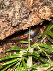 Plethodon cinereus image