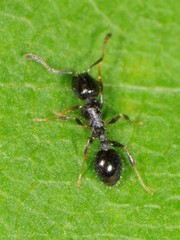 Temnothorax longispinosus