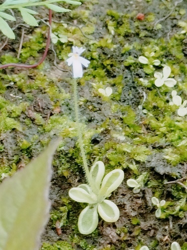 Pinguicula crenatiloba