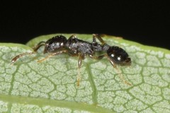 Temnothorax longispinosus