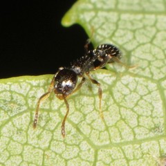 Temnothorax longispinosus
