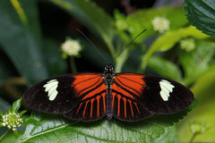 Heliconius melpomene penelope