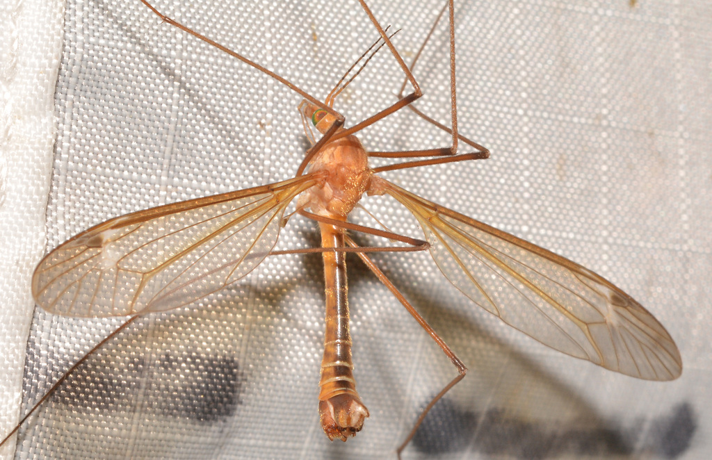 Tipula morrisoni