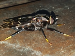 Pantophthalmidae