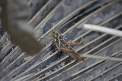 Kraussaria angulifera