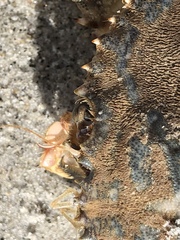 Achelous spinimanus
