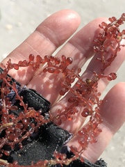 Botryocladia occidentalis