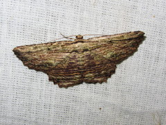 Menophra subterminalis