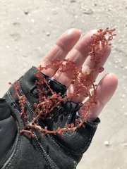 Botryocladia occidentalis