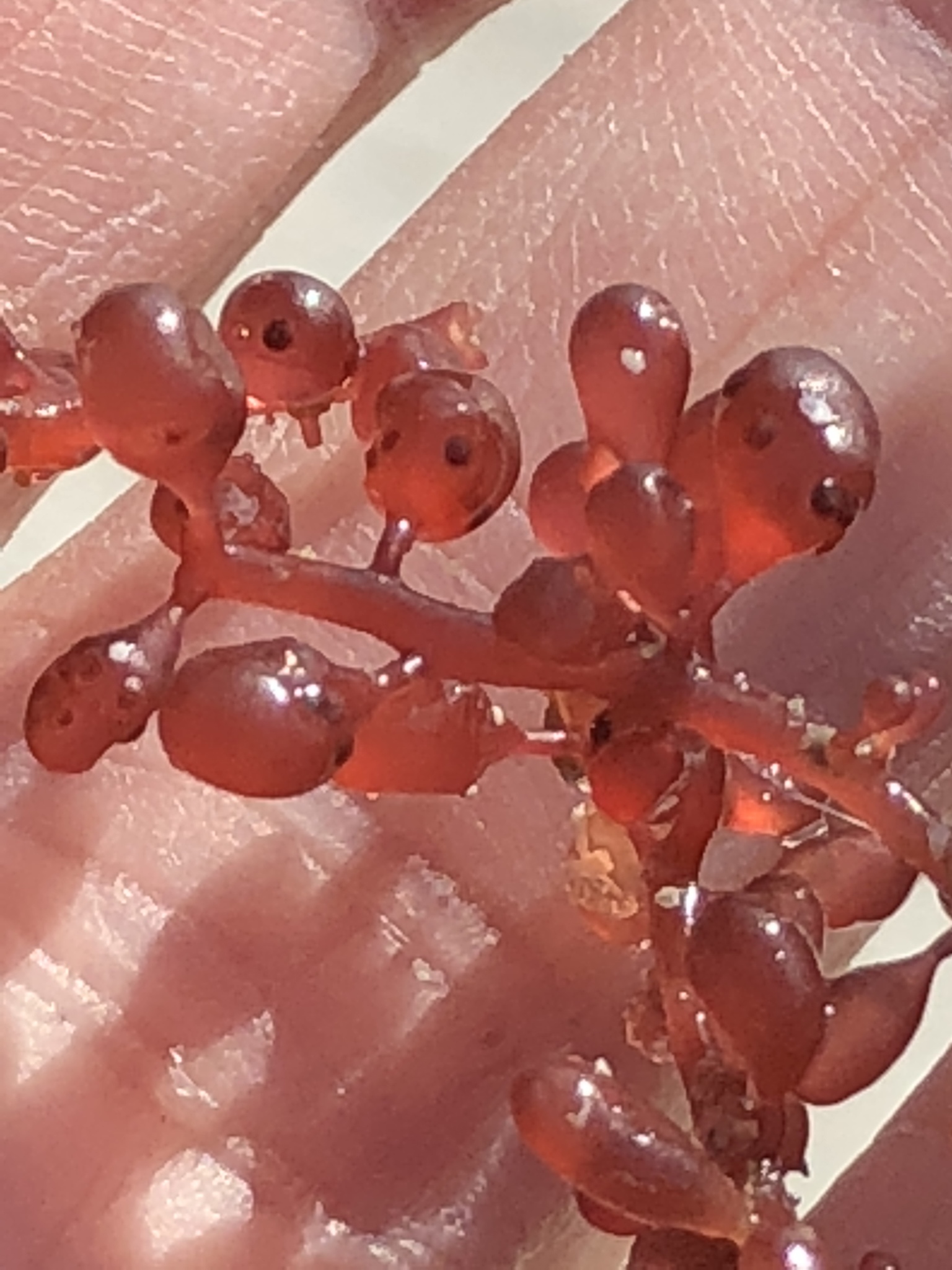 Botryocladia occidentalis