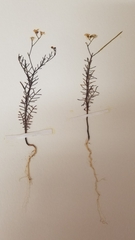 Sibara filifolia