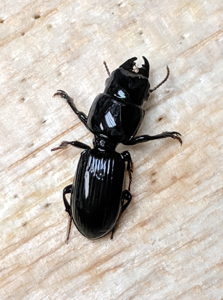 Scarites ocalensis