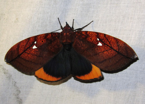 Gloriana ornata