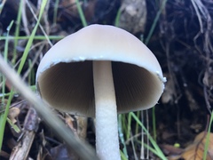 Psathyrella longipes image