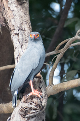 Buteogallus schistaceus