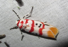 Cyana bellissima
