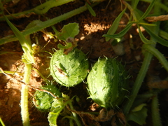 Cucumis myriocarpus