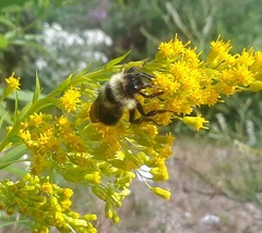 Bombus flavidus