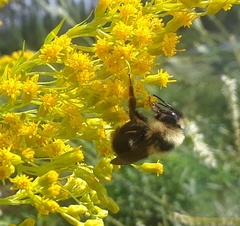 Bombus flavidus