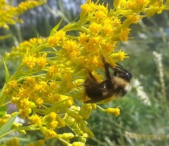 Bombus flavidus