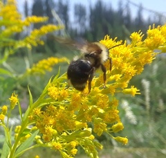 Bombus flavidus