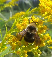 Bombus flavidus