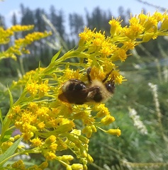 Bombus flavidus