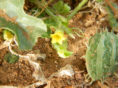 Cucumis myriocarpus