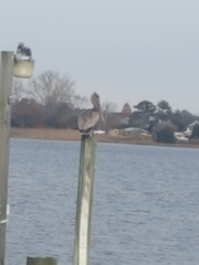 Pelecanus occidentalis