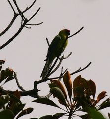 Eunymphicus cornutus