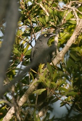 Coracina caledonica caledonica