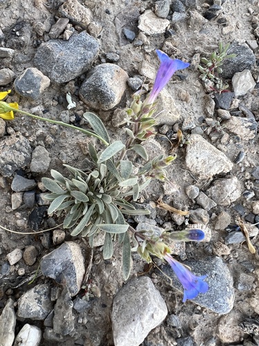 Salmon River Beardtongue (Penstemon pumilus)
