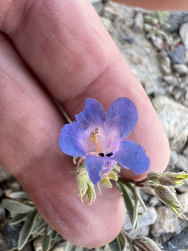 Image of Penstemon pumilus by no rights reserved