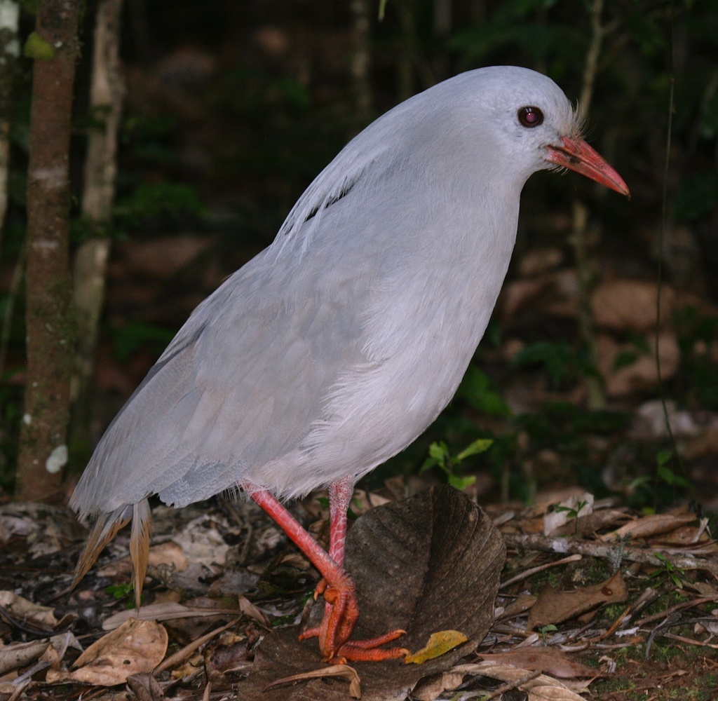 Kagu and Sunbittern