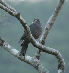 Columba vitiensis hypoenochroa