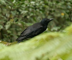 Corvus moneduloides