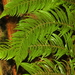 Cibotium regale - Photo (c) Hectonichus, μερικά δικαιώματα διατηρούνται (CC BY-SA)