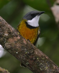 Pachycephala caledonica