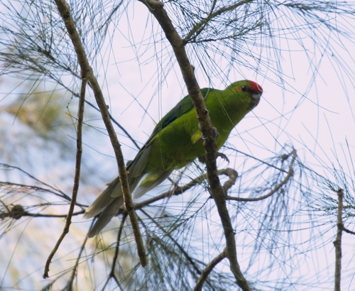New Caledonian Parakeet (Cyanoramphus saisseti), photo 6