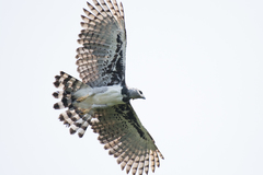 Harpy Eagle photo 2