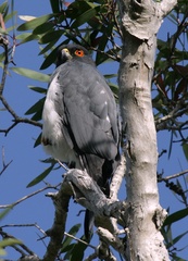 Accipiter haplochrous