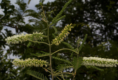 Image of Acacia fleckii