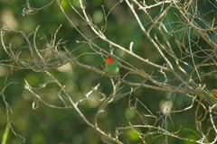 Erythrura psittacea