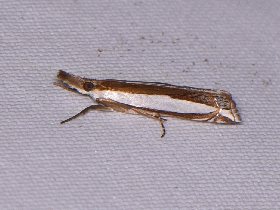 Large-striped Grass-veneer