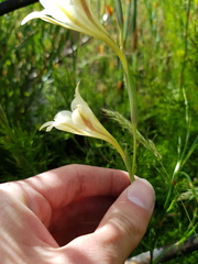 Gladiolus longicollis