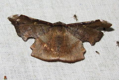 Fascellina