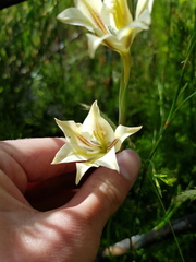 Gladiolus longicollis
