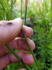 Gladiolus longicollis