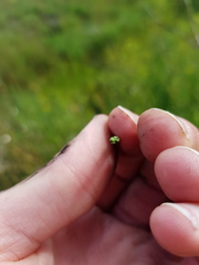 Gladiolus longicollis