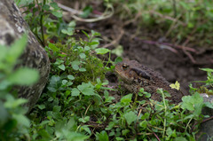 Bufo verrucosissimus